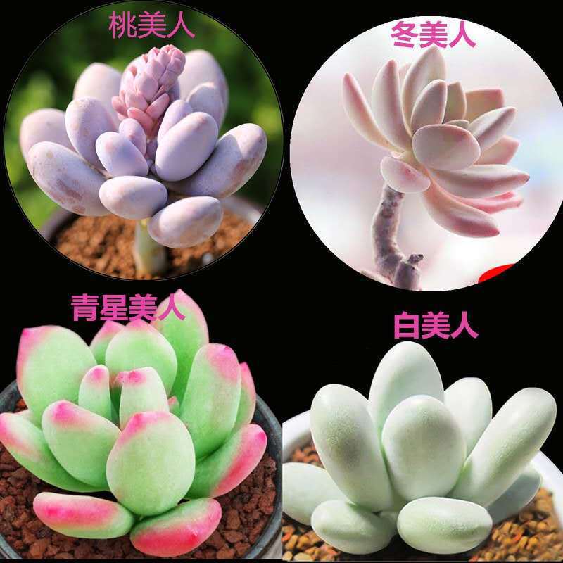 화분이 필요한 4가지 종류의 아름다움, 화분 포함 주문