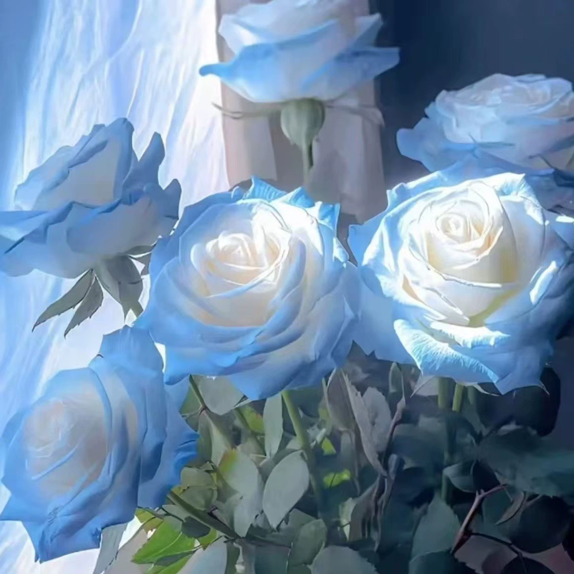 Романтическая роза, морозостойкая редкая цветовая роза, семена розы, четырехсезонные семена розы с сильным ароматом, в горшке, на открытом воздухе, на балконе