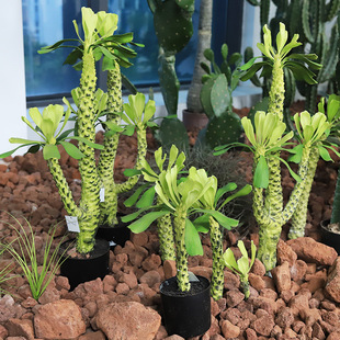 Simulated Whip Succulent Green Plants Fake Desert Plants to Create Landscapes for Home Living Rooms, Shopping Malls and Shop Decorations