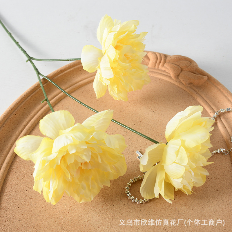 ดอกโบตั๋นเหลือง 3 หัว