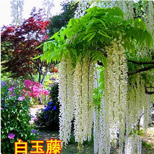 ����t�����ٻ����٘������������}��������ֲ��ͥԺ�ļ������Ϙ�