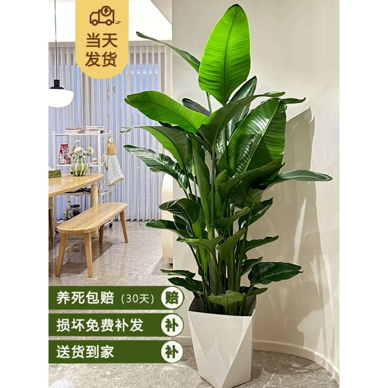 Птица рая, зеленое растение для дома, большое офисное цветочное вечнозеленое растение, легко выращиваемое, большое листовое растение для гостиной, стрелиция в горшке
