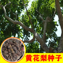 当年新采黄花梨种子正宗海南黄花梨降香黄檀多年生乔木珍稀树种子