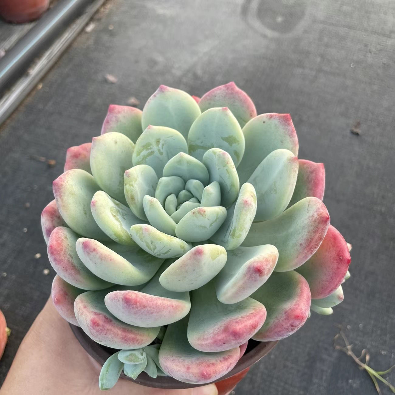 왕수는 약 12cm입니다(플라스틱 화분으로 배송이 용이함).