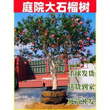 特大突尼斯软籽石榴树嫁接无籽树苗盆栽地栽庭院别墅老桩盆景果树