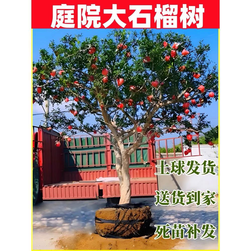 特大突尼斯软籽石榴树嫁接无籽树苗盆栽地栽庭院别墅老桩盆景果树