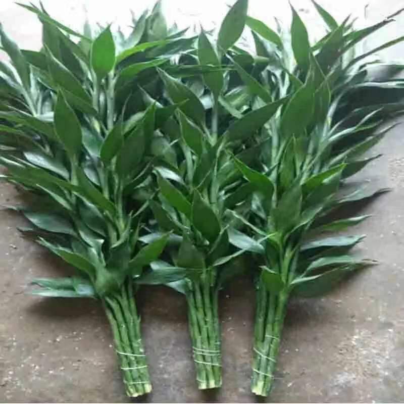 wholesale Dracaena sanderiana Water to keep Base Straight hair Hydroponics Botany Green plant bonsai Four seasons Water to keep Cross border Electricity supplier