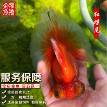 蝶尾金鱼活体观赏鱼活体宠物冷水鱼红白珍珠淡水鱼兰寿虎头 包活