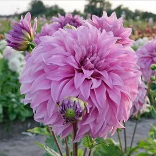 Dahlia Bulbs, Four-Season Flower Potted Indoor and Outdoor Dahlia, Sweet Potato Flower, Double-Petaled Bulb Flower Plant
