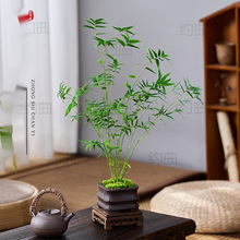 米竹盆栽苔藓凤尾竹室内微型观赏竹盆景客厅桌面植物四季常青绿植