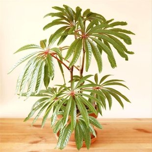 �A���ﺣ�� ins�L �W�t���^�s�ﺣ�� �Gֲ�҃��̨�k�����������