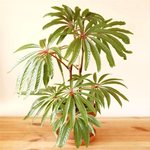 华丽秋海棠 ins风 网红乌头杂秋海棠 绿植室内阳台办公桌耐阴盆栽