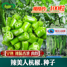 杭椒辣椒种子 农田菜园可盆栽早熟脆嫩辣味浓辣椒种子 蔬菜种子
