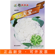 郑研奇松天宝63天花椰菜种子早熟花球洁白松散青梗松花菜秋季白花