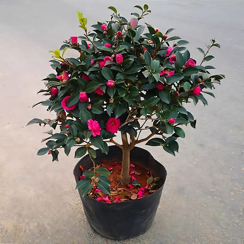 Camellia Sapling Potted Plant with Flower Buds, Evergreen All Year Round, Cold-Resistant, Easy to Maintain, Suitable for Garden, Balcony, Indoor Living Room, Green Plants and Flowers Camellia Sapling Potted Plant with Flower Buds, Evergreen All Year Round, Cold-Resistant, Easy to Maintain, Suitable for Garden, Balcony, Indoor Living Room, Green Plants and Flowers