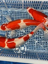 精品活体观赏鱼大型锦鲤活鱼淡水鱼纯血统大正红白三色孔雀龙凤苗