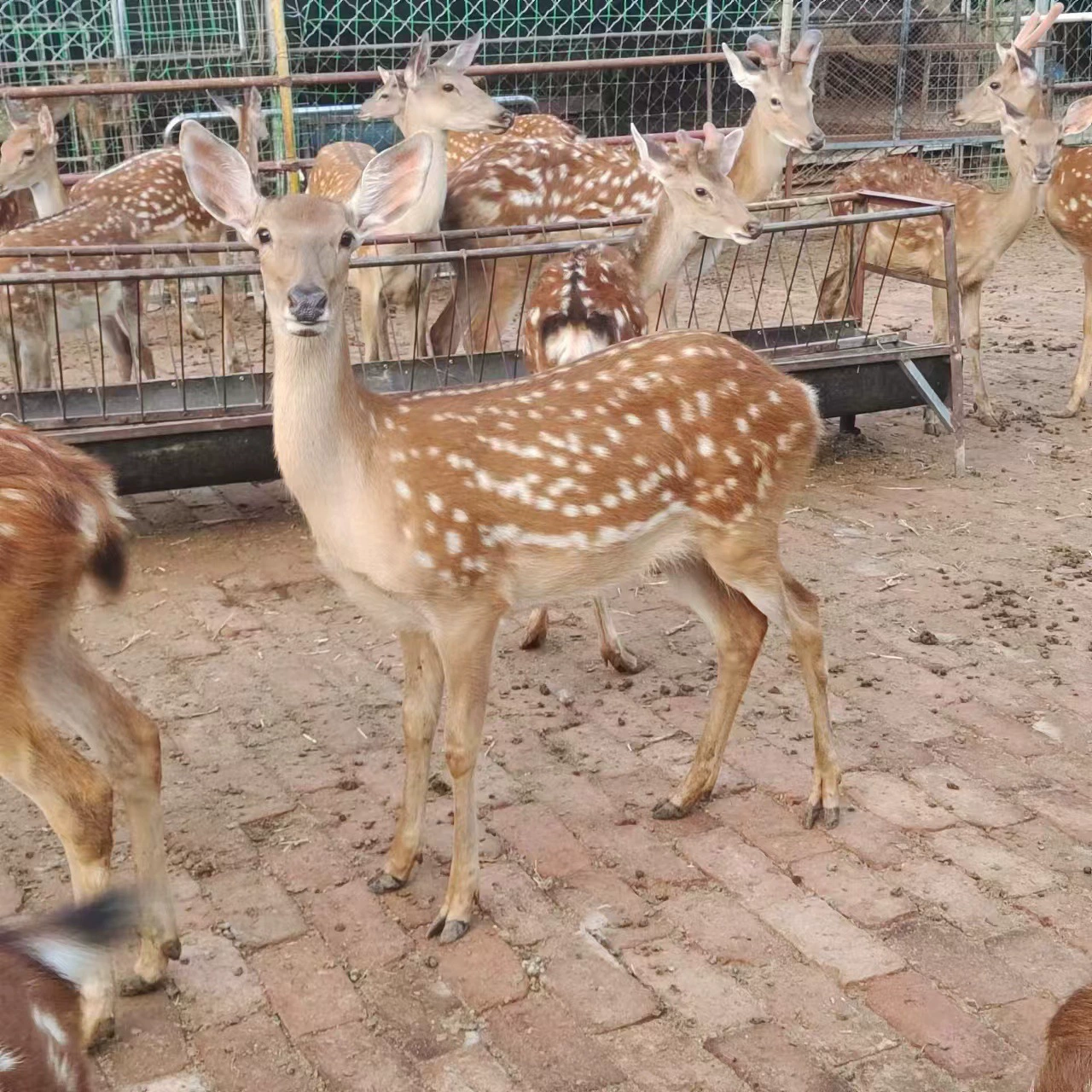 Живые пятнистые олени саженцы семьи пятнистых оленей разводят интерактивных родственников пятнистых оленей