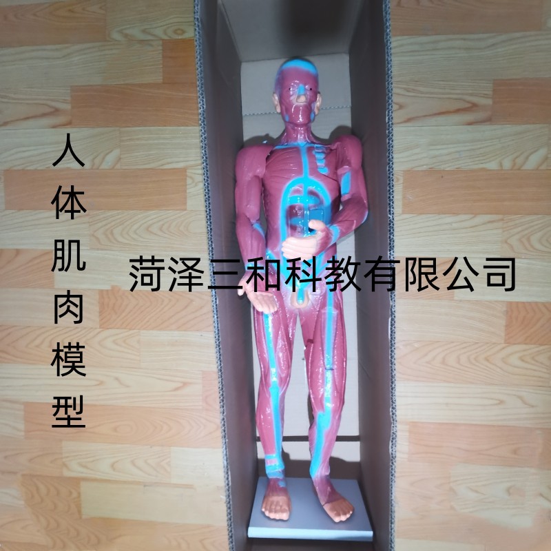 人体肌肉模型初中生物教学仪器