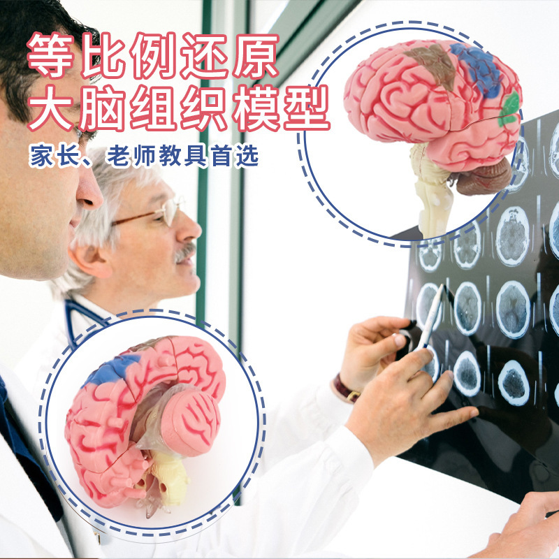 早教4D人体器官骨骼模型套装科教中小学生DIY组装科学益智玩具