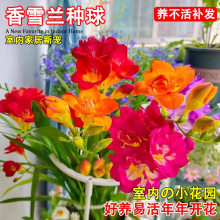 香雪兰种球四季开花小苍兰鲜花盆栽进口重瓣花苗花卉植物室内外花