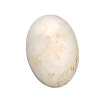 （甲鱼蛋120个+乌龟蛋72个）甲鱼蛋乌龟蛋双拼都是新鲜的蛋