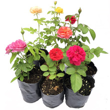 ͥԺļԻNޱ ٱ¼ Wٴ¼