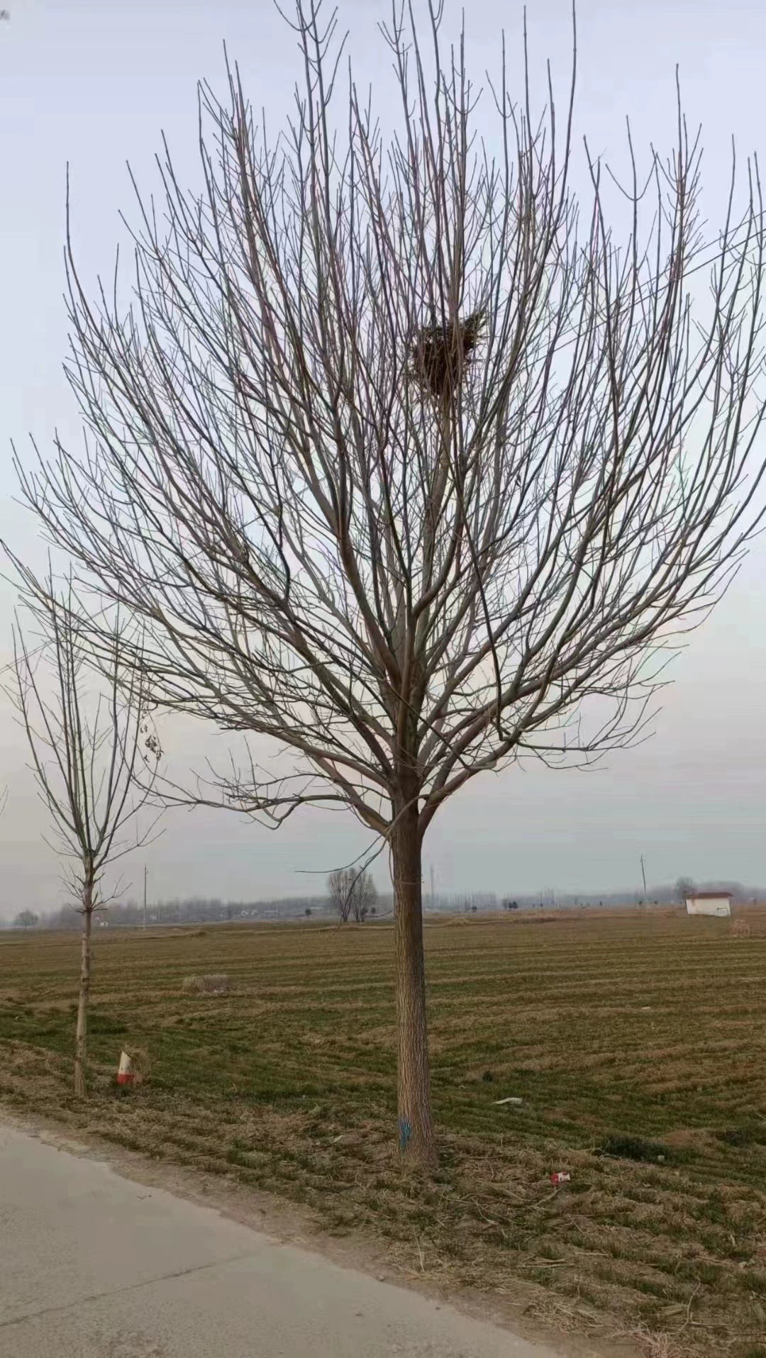 Проект озеленения Рассада Прямая рассада белого воска Уличное дерево Высококачественная рассада белого воска Сорта и характеристики Полная цена Отлично