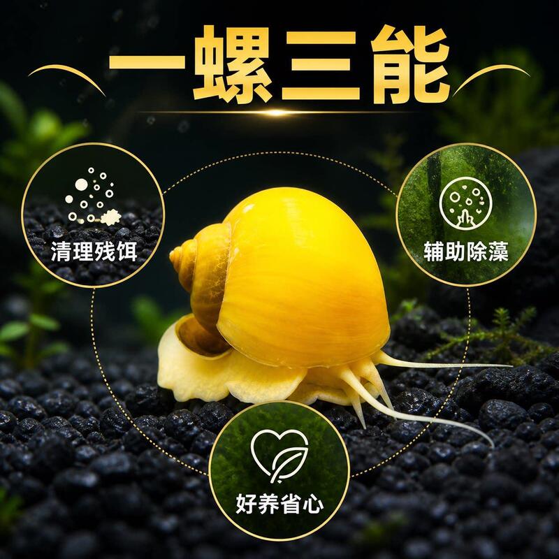 Golden snail, aquarium cleaning, algae removal, medium-sized ornamental snail, live freshwater snail, water purification, fish waste and feces removal tool, snail