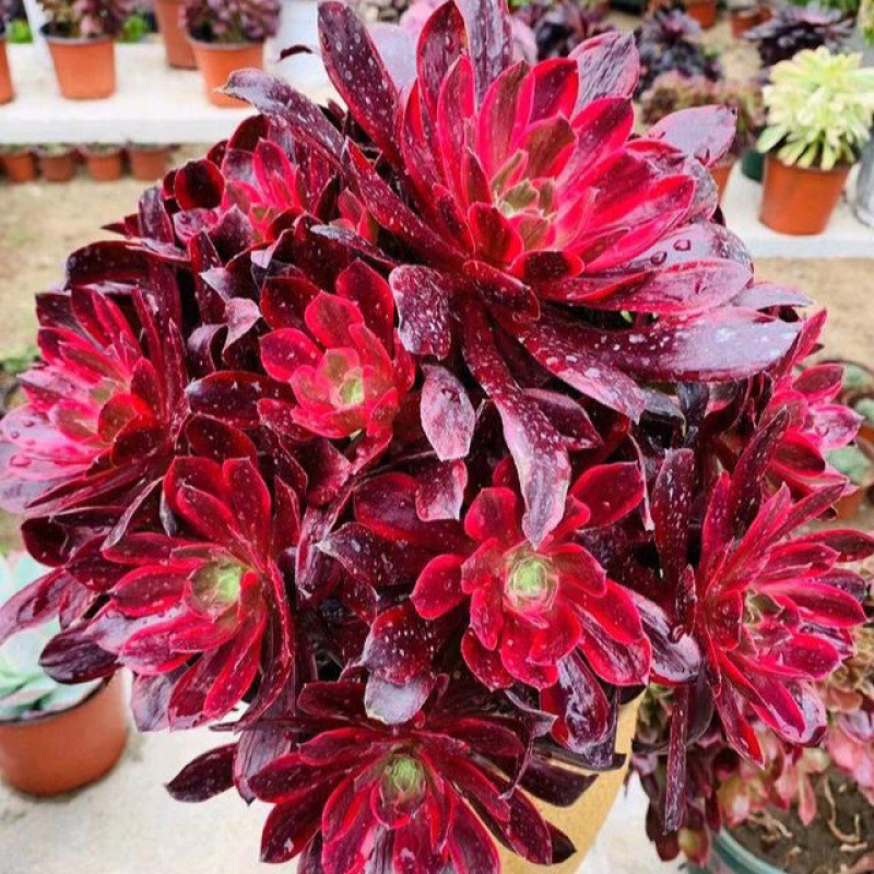 Chixiafei는 머리 원으로 20마일을 이동합니다.