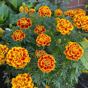 ��ʿ�ȸ�ݻ���ʰ��S�tɫ��ȸ��������Gֲ �f�۾�ԭ�b�I�B����