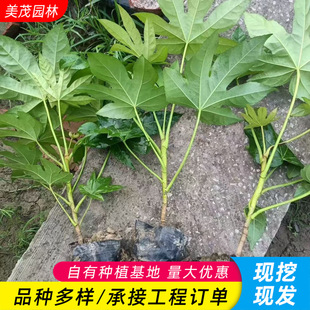 �˽ǽ�P���Ի���  ���۴�СҎ�� �˽ǽ�P���� ���� ë�� �G����