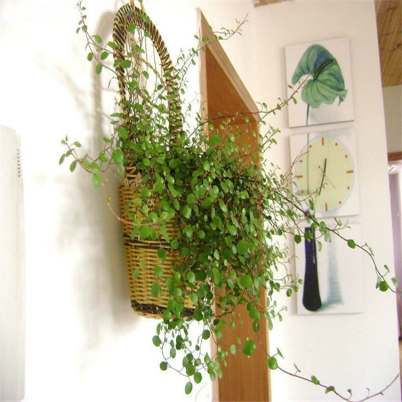 Орхидея Чиба зеленое растение Горшечное растение крытый балкон висящее растение Кнопка ротанг проволочная трава Орхидея Чиба Горшечное растение