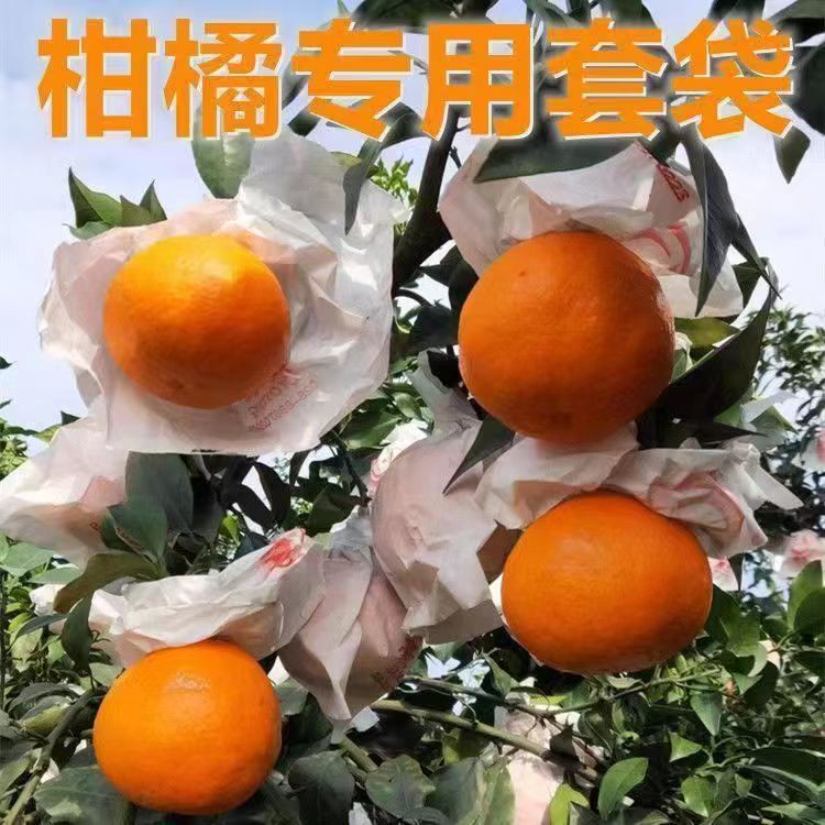 柑橘の袋は火を知らないで袋をかぶせます。|undefined