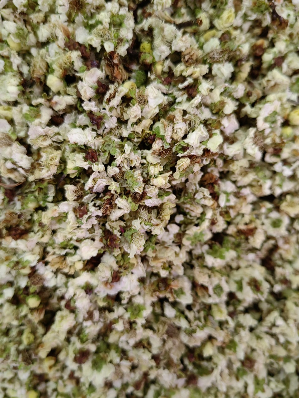 Green Plum Blossom (Prunus mume) — Dried Floral Herb for Tea & Seasonal Blends in use