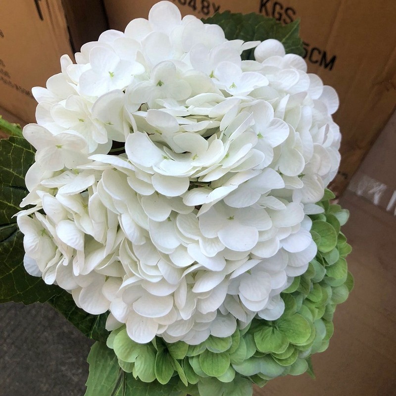 Blanc