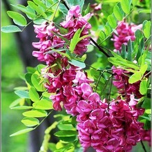 S/tN /̻N 뻱 㻨N N