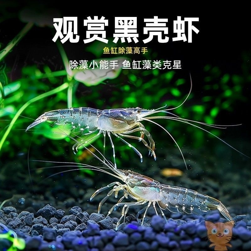 d35a6d9f-c6e5-4d0b-92fe-e0f677cb5d8b.jpe