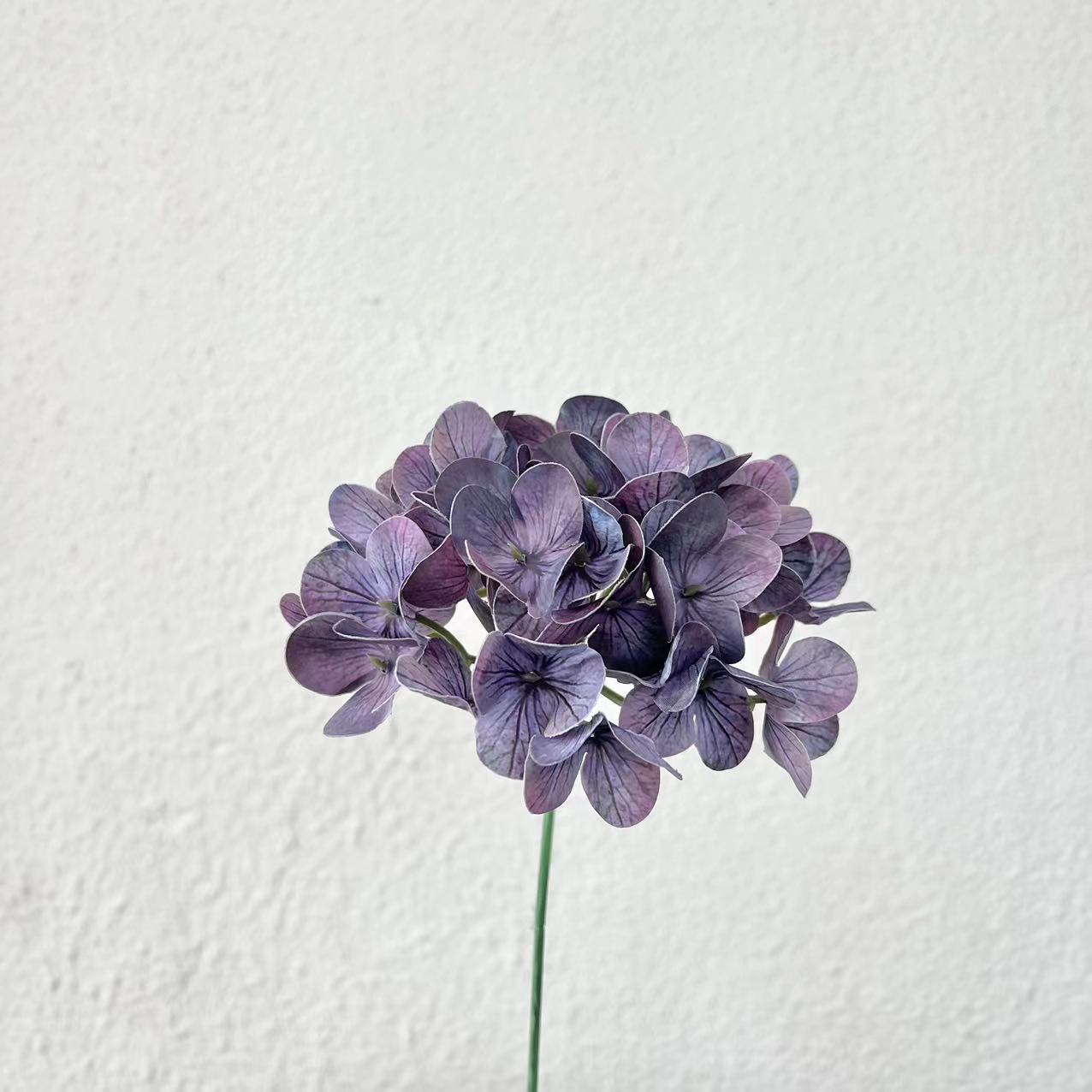 Hortensia de película de ramita morada oscura