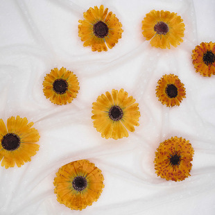 Calendula Embossed Dried Flower Specimen Gum Dropping diy Handmade Soap Flower Material Plant Specimen Natural True Flower Baffle Material