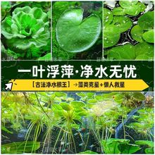 һ�~ɏ��Ƽˮ��ֲ���~��ˮ���쾰��ɏ˯ɏˮ�B������ˮ�|���B�_��