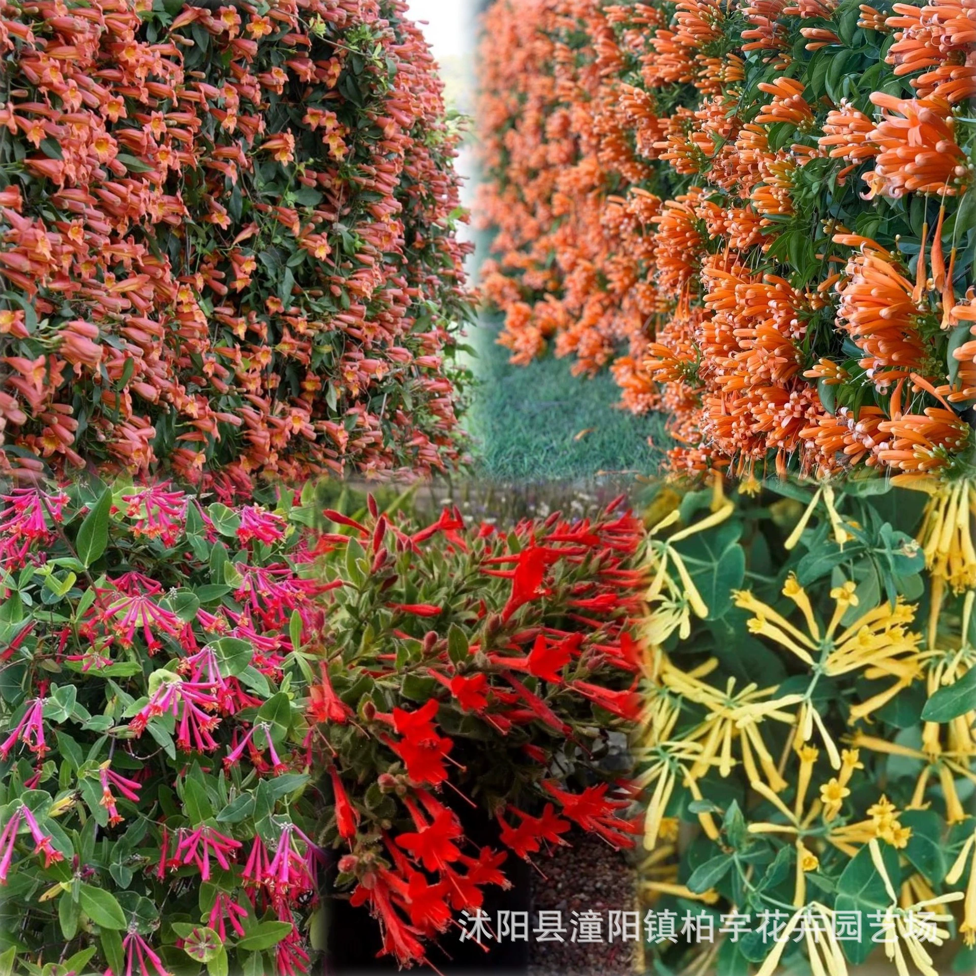 [Трансграничная поставка] Семена Calliope, лозы, цветы и растения, лозы для лазания на балконе во дворе и семена подвесных цветов