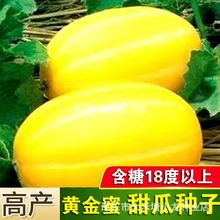 黄金密甜瓜种籽香瓜密种子黄金道水果早熟高产抗病特大春季瓜果籽