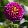 Dental petal big flower breeding balls are easy to live in four seasons, flowing, cold resistance, large petals, indoor and outbal balconies, perennial plants