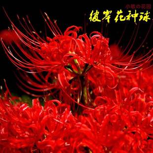 The Other Side of the Flower Bulb Manzhu Shahua Four-Season Flowering Perennial Potted Lycoris Bulb Bulb Flower Potted Seeds