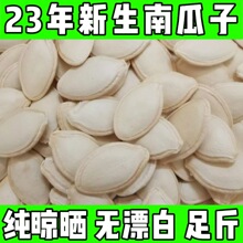 新货带壳生南瓜子中/大片3斤5斤装内蒙古精选原味生白南瓜籽零食