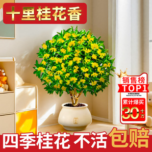 𻨴ֲ𵤹Gֲ辰ͥԺ҃ļ͏d