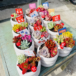 Succulent Plant Combination with Potted Plants, Easy to Handle Indoor Desktop Green Plants and Florals, High-Quality Succulent Kindergarten Potted Green Plants