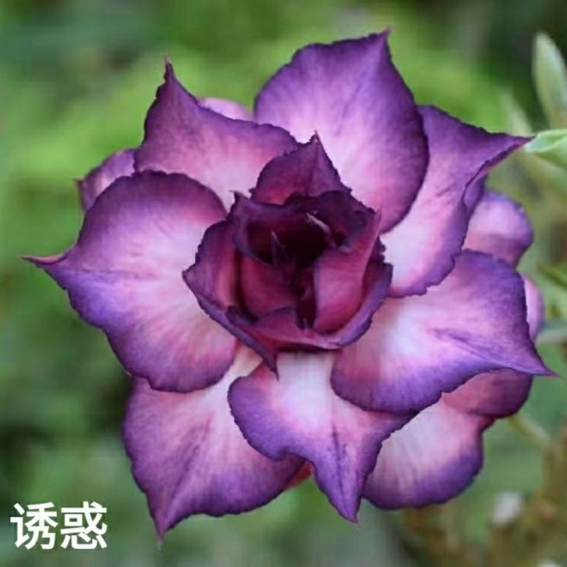 # 21 유혹-사막(3년생 모종) 그해에 피어난다