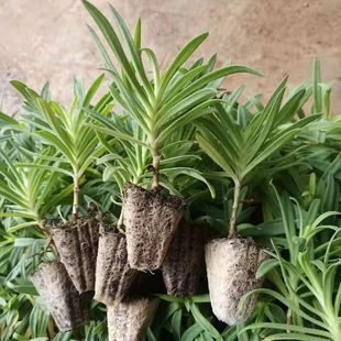 Gypsophila Seedlings Bloom in All Seasons Potted Courtyard Balcony Outdoor Green Plants Flower Plants Wholesale Flower Seedlings Ilus
