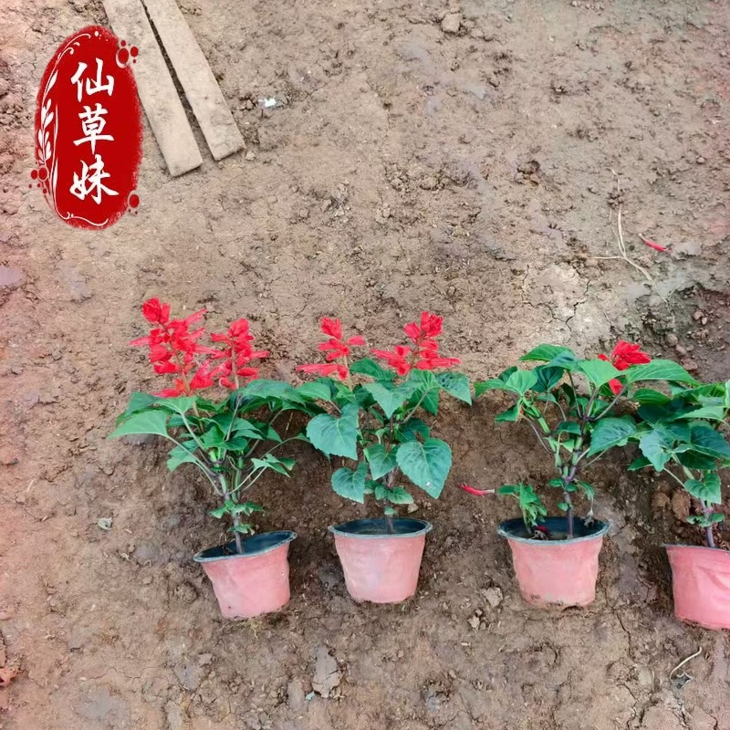 一串红花苗青州基地苗圃花海工程时令草花一串红公园绿化一串红苗